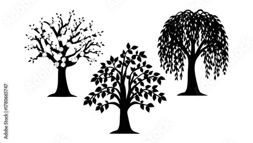 Silhouetted Trio of Trees: A striking ensemble of three trees captured in silhouette, showcasing distinct characteristics against a bright background.