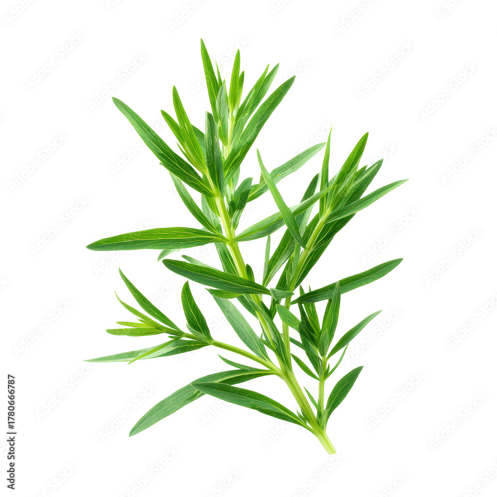 Fototapeta premium A sprig of fresh green rosemary herb isolated on transparent background