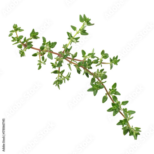 Fresh sprig of thyme isolated on transparent background