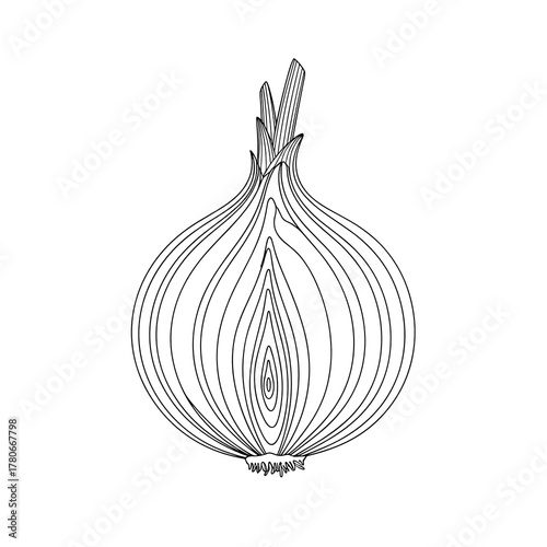 Outline of onion with layered sections on white background  