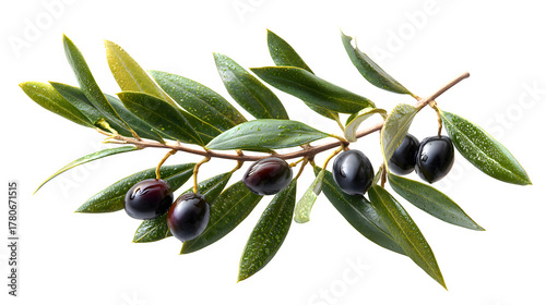 olive branch symbolizing peace, isolated on white background
