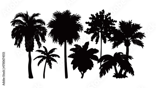 Tropical Silhouette: An array of tropical trees, silhouetted against a serene backdrop, creating a captivating visual of the tropics.