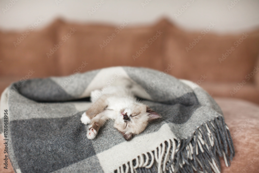 Fototapeta premium Cat relaxing on knitted plaid in home interior of living room