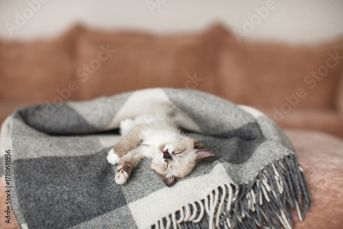 Cat relaxing on knitted plaid in home interior of living room