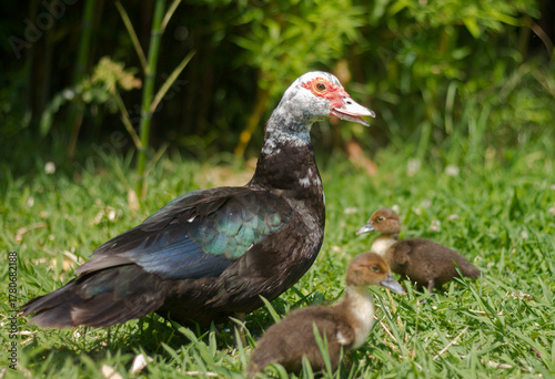 Fototapeta Muscovy duck (Cairina moschata) with chicks