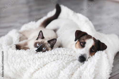 Cute gray Cat and white Dog together Looking at camera under cozy blanket. Friendships kitten and puppy. Dog and cat are friends