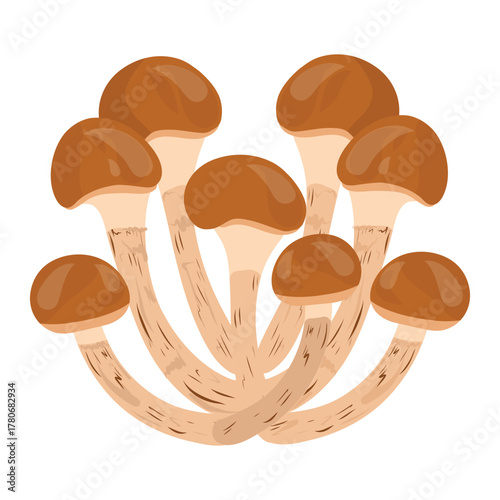 Honey mushroom cluster vector illustration, forest mushroom food