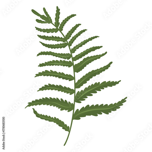 Fern frond vector illustration, Fern leaf. Botanical element, twig leaves, sprig, plant