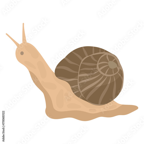 Garden snail illustration on white background, Snail shell vector. Cute animal vector illustration, icon