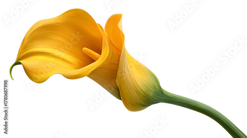 yellow calla lily flower with curved petals and green stem, elegant botanical, isolated on white background