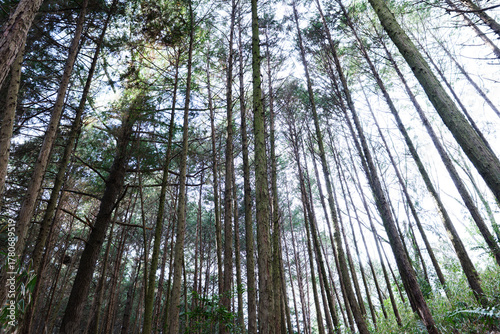 In the forest, trees swaying gently in the breeze