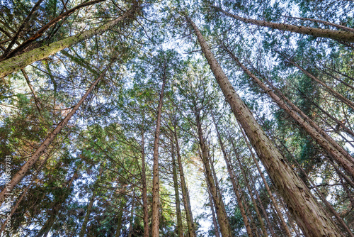 In the forest, trees swaying gently in the breeze