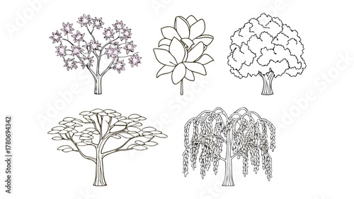 Botanical Illustrations: An artistic collection of various botanical illustrations, with different tree species. Featuring detailed outlines, representing a variety of trees. 