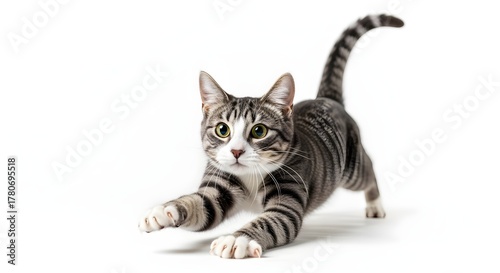 Playful grey tabby cat stretching its front paws in a hunting pounce isolated on a white studio background