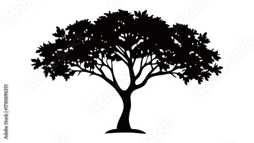 Silhouette of Serenity: An elegant silhouette of a mature tree stands as a symbol of tranquility, resilience, and connection to nature.