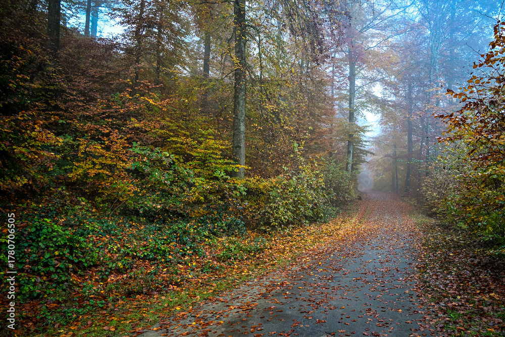 Fototapeta premium Foggy autumn morning in a forest path covered with orange leaves, surrounded by misty trees and soft diffused light creating a calm atmosphere