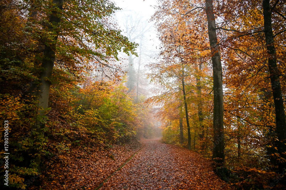 Fototapeta premium Foggy autumn morning in a forest path covered with orange leaves, surrounded by misty trees and soft diffused light creating a calm atmosphere