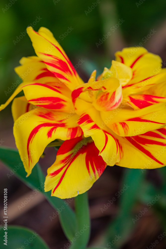Fototapeta premium A stunning yellow and red tulip flower stands out in a lush garden, celebrating spring