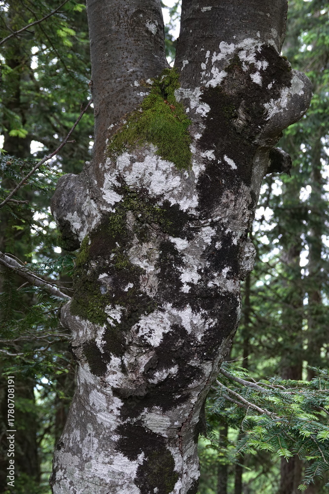 Obraz premium tree trunk in dark forest texture