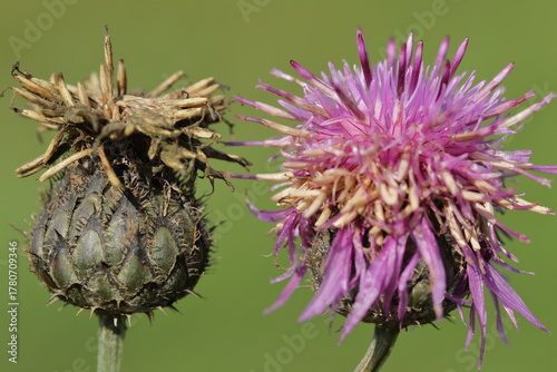Fading Greater Knapweed (Centaurea scabiosa) flowers in autumn