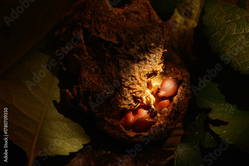 Ripe seeds in a cracked quince fruit, ready to germinate. The secret of life.
