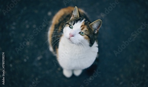 Funny tabby cat sitting outdoors an looking up to the camera. Panoramic image with selective focus.	
