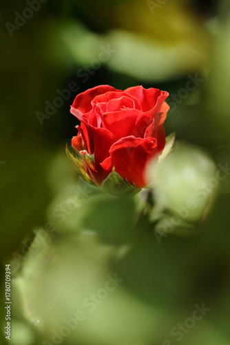 A single red rose in the center of the frame among green foliage