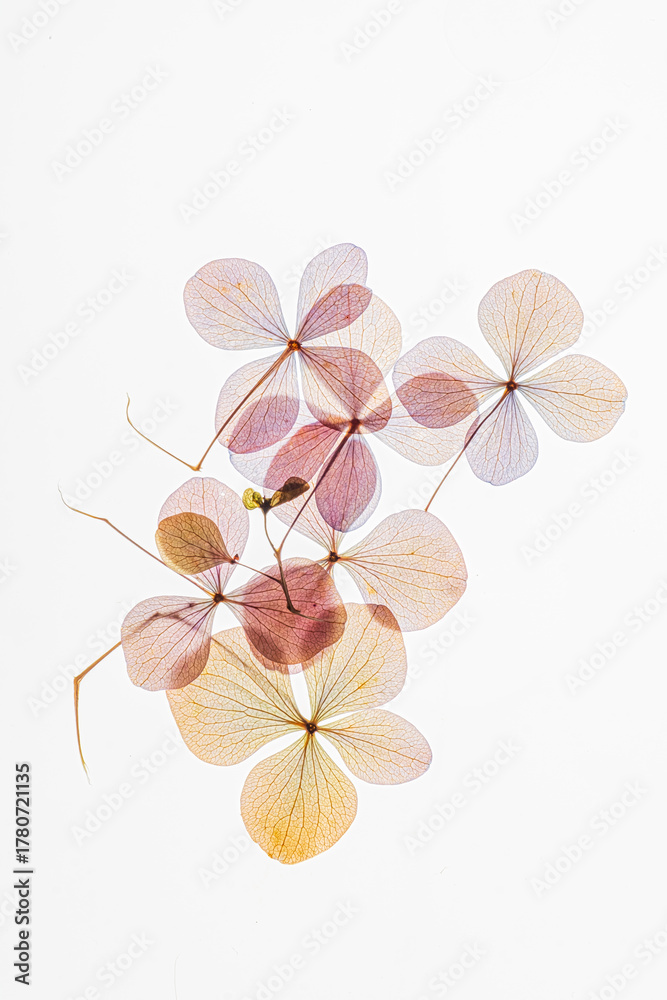 Naklejka premium A gentle collection of dried flowers showcases their intricate structures and pastel hues