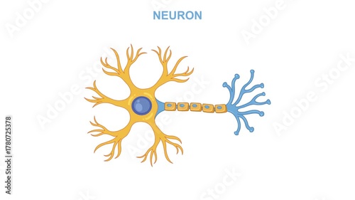 neuron cell structure animation biology nerve cell nervous system axon dendrite synapse science