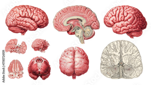 Title: Collection of Human Brain Illustrations in Multiple Sections and Views Isolated on White Background