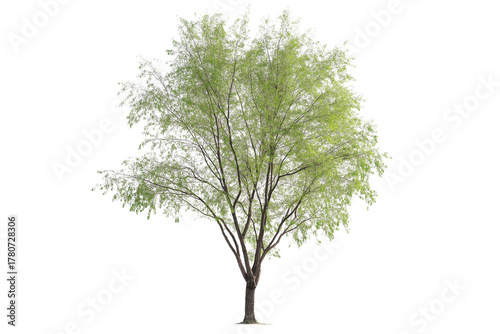 Salix Caprea Tree Isolated on Transparent Background. Isolated Salix Caprea Willow Tree.