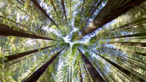 Extreme low angle video, slowly panning up ancient redwood canopy. Golden hour light pierces verdant foliage, creating volumetric rays and cinematic lens flares. Awe-inspiring natural beauty concept