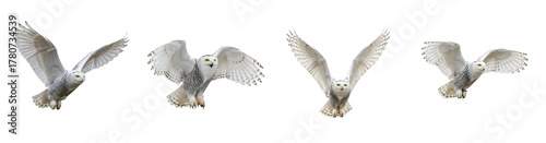 Four snowy owls in flight varying wing positions white feathers with black markings yellow eyes transparent background