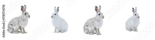 Four snowshoe hares sitting in profile exhibiting white and grey winter camouflage fur transparent background