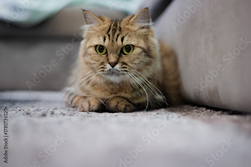 A cute Thai Persian tabby cat relaxing in its favorite cozy corner, with gentle eyes and soft fur, enjoying a peaceful moment in a warm home atmosphere.
