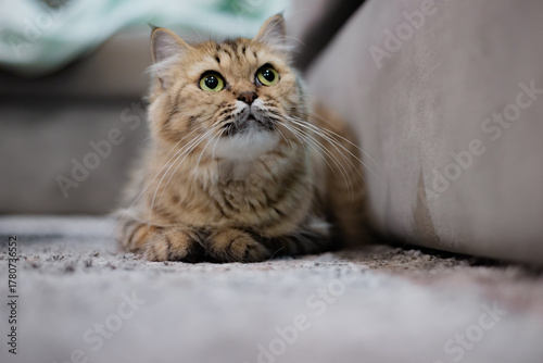 A cute Thai Persian tabby cat relaxing in its favorite cozy corner, with gentle eyes and soft fur, enjoying a peaceful moment in a warm home atmosphere.