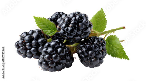 Fresh Blackberries with Leaves, isolated on transparent background