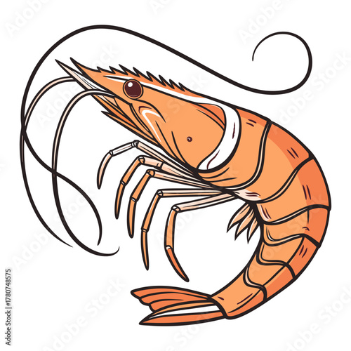 shrimp vector illustration