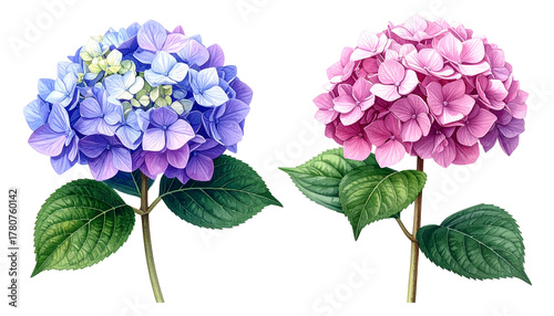  Flowering Hydrangeas Duo in Nature Setting, isolated on transparent background