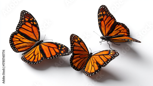 Three monarch butterflies with orange and black wings on a white background