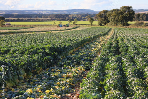 Scottish Brussels sprout harvest time