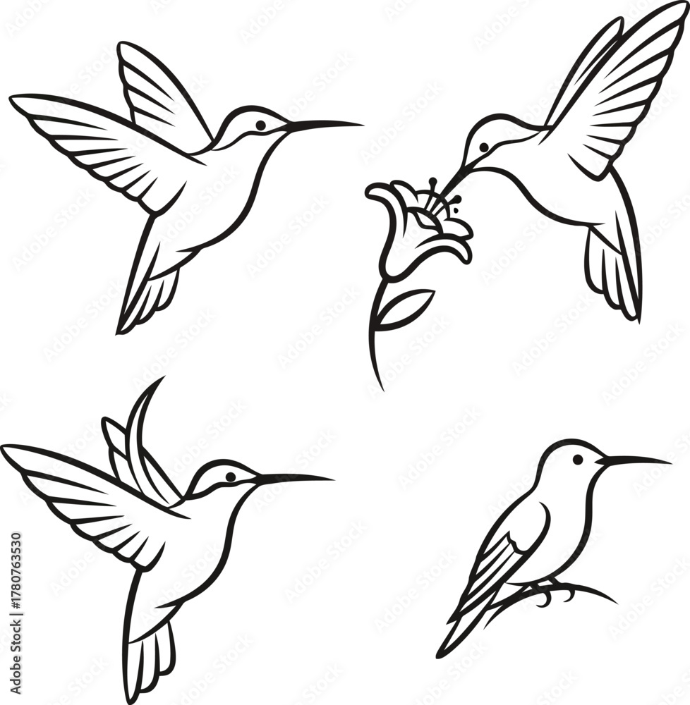 Obraz premium Four black and white hummingbird illustrations in various poses