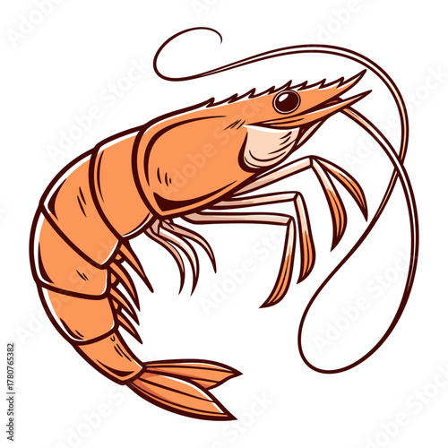 vector illustration of a shrimp