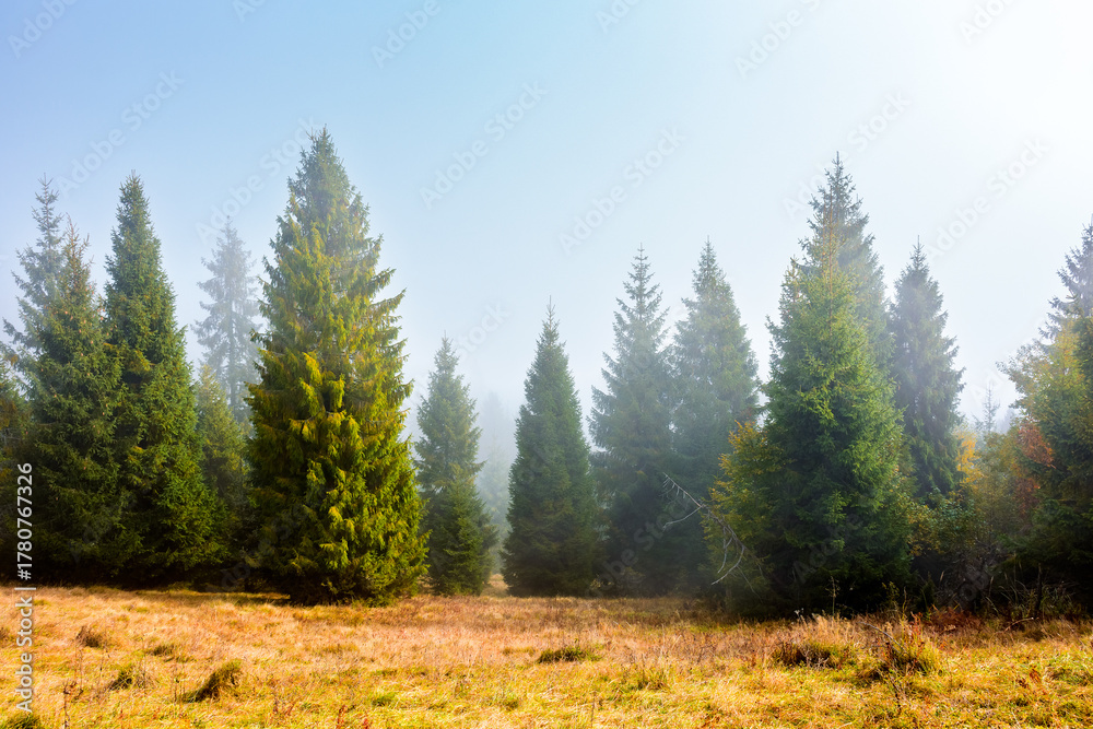 Fototapeta premium spruce trees on a hazy morning in carpathian mountains. beautiful landscape of ukraine under blue sky in autumn. wonderful nature background with sunlight coming through the fog