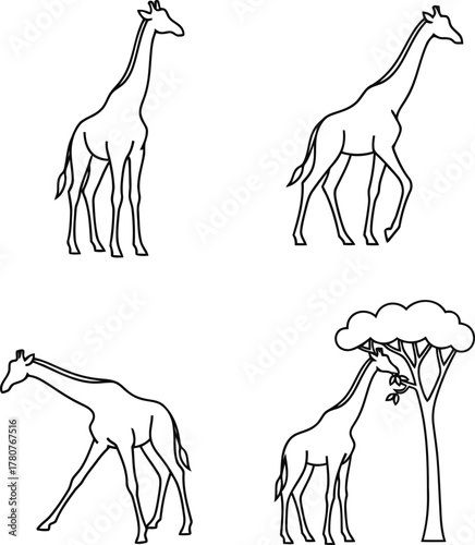 Four line art giraffes in different poses and one eating from a tree