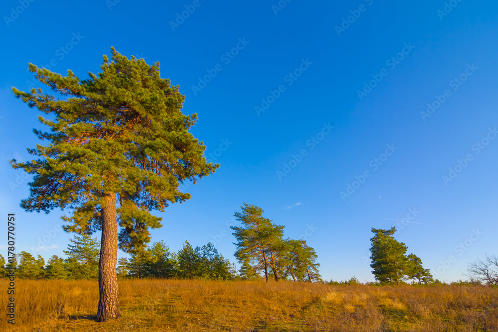 Fototapeta premium alone pine tree among dry autumn prairie under blue sky
