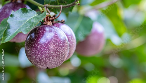 Close-up of purple passion fruits hanging from vine with blurred green background. Tropical fruit, farming, and organic garden concept.