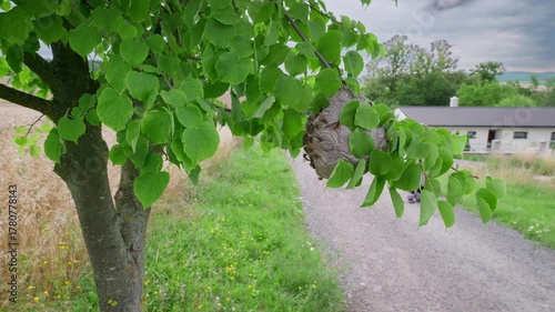 Median wasp (Dolichovespula media) attack, defending nest