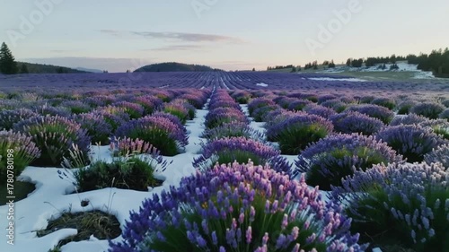 The camera flies slowly above a lavender field covered in thin frost, purple tones glowing under pale winter sunlight, calm cinematic atmosphere.