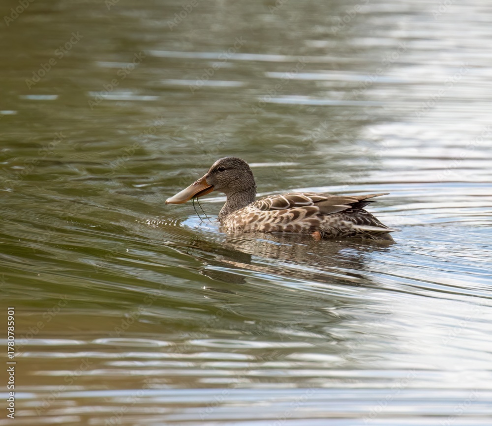 Fototapeta premium Northern Shoveler